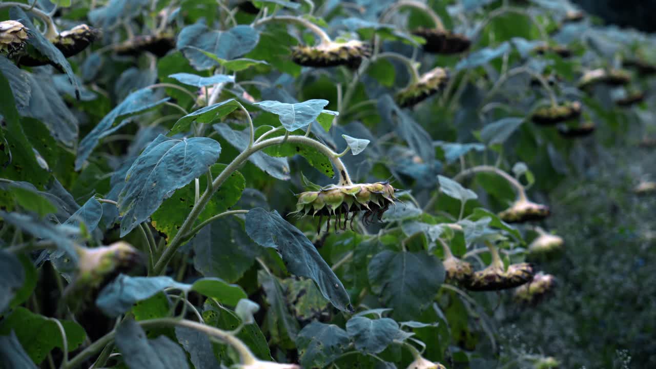 Agricultural field of dry ripe sunflower ready for harvest at sunny autumn day close up,focusing on the texture of the drying seeds