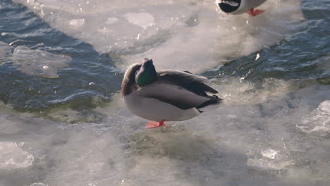 male mallard duck cleaning feathers on ice in a lake in canada