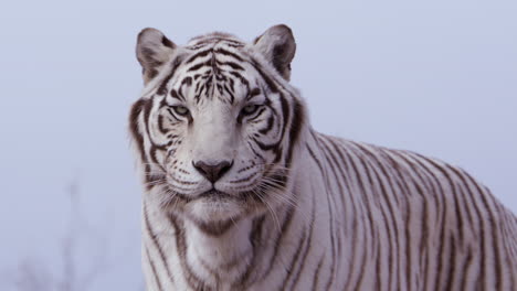 white tiger turns to look directly towards camera - medium shot