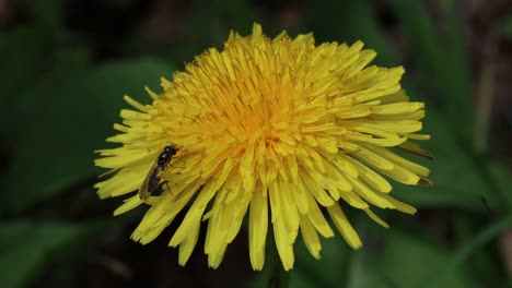 avispa pequeña en flor de diente de león, taraxacum officinalis