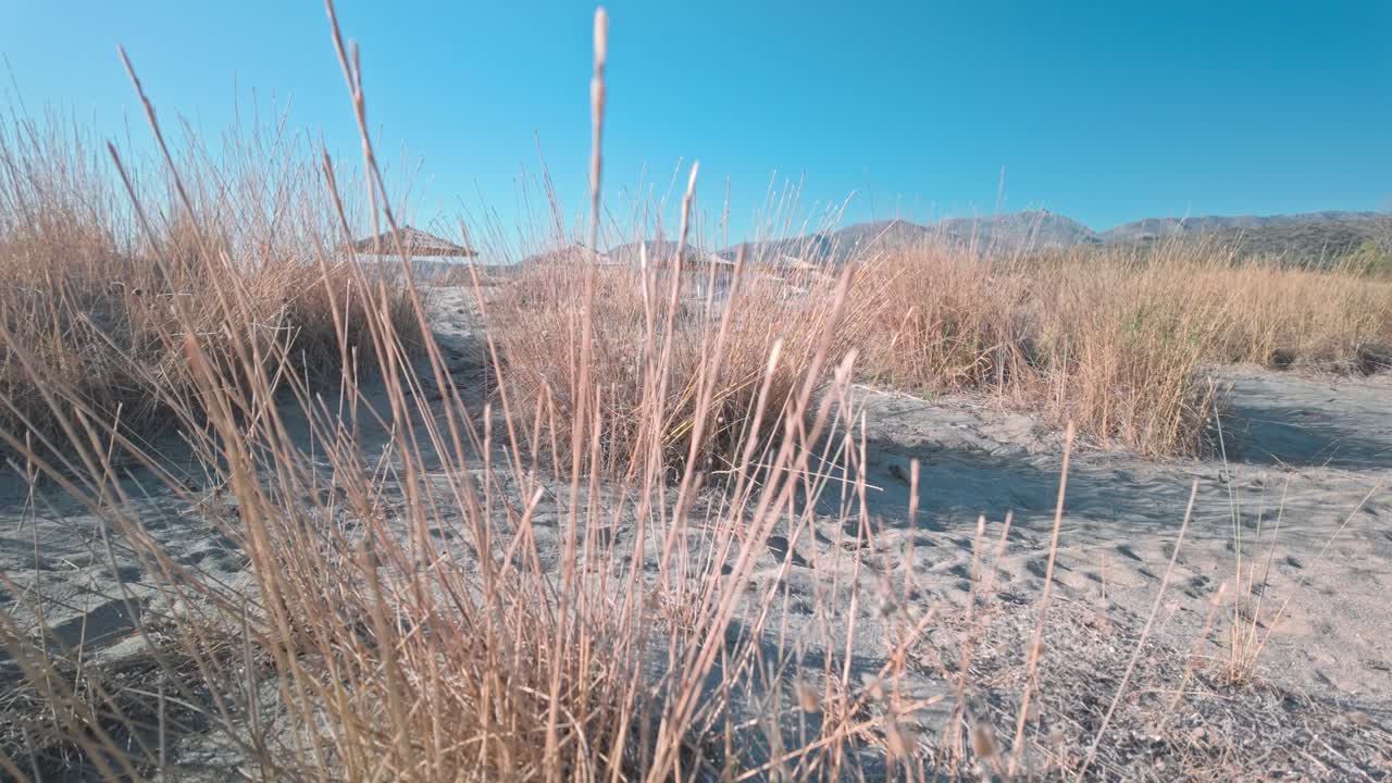 Dry dune grasses on Mediterranean holiday beach