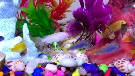 fishes in underwater in colorful aquarium