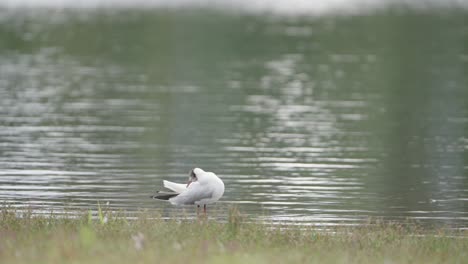 black-headed gull standing preening itself and looking around on water’s edge