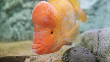 midas cichlid fish filmed closeup