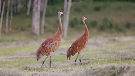 Blauer-Und-Roter-Kanadakranich-Geht-Durch-Hohes-Präriegras-Am-Rande-Eines-Waldes