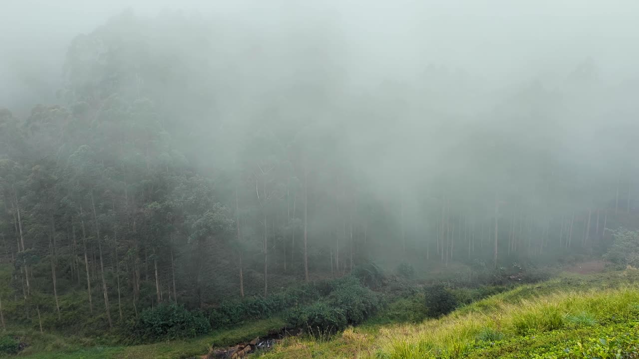 Thick fog and rain clouds eerie weather drifting over forest trees in mountainous landscape of highlands Sri Lanka