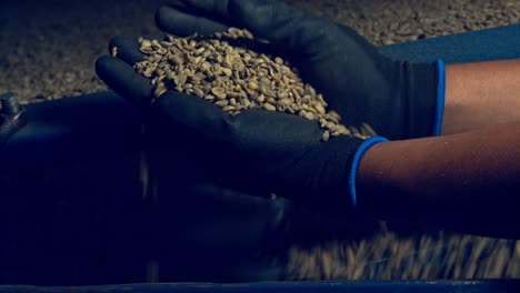 hands seen inspecting coffee beans at the gravity separator machine in a factory