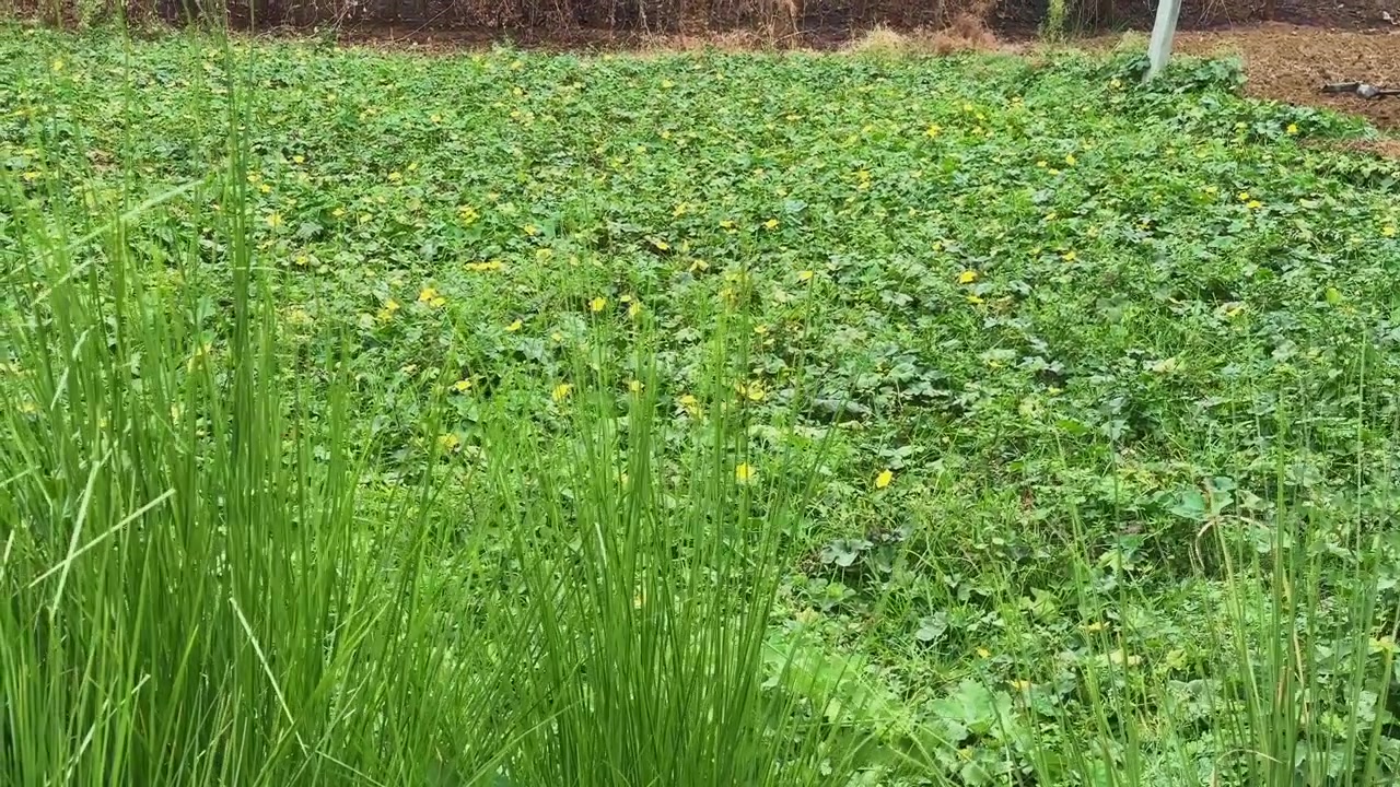 Jævn panorering hen over en frodig luffa-græskarfarm, der viser frodige slyngplanter, grønt løv og blomstrende gule blomster i dagslys.