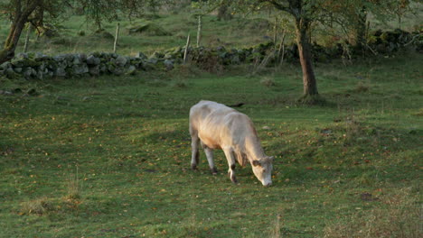 Vaca-En-Busca-De-Un-Buen-Lugar-Para-Pastar