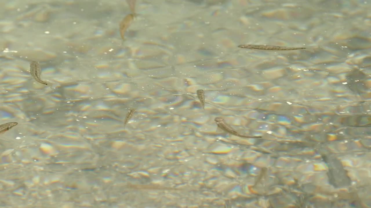 맑은 물에서 헤엄치는 물고기