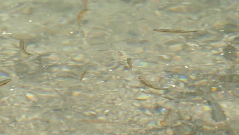 fische schwimmen in klarem wasser