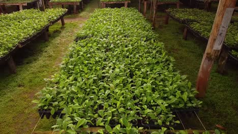 el cultivo de yerba mate comienza en un enorme vivero