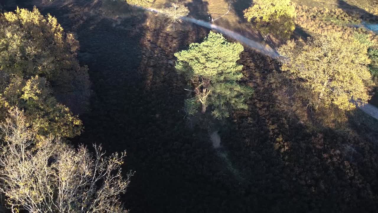 naturaleza desde arriba en la provincia de drenthe, países bajos