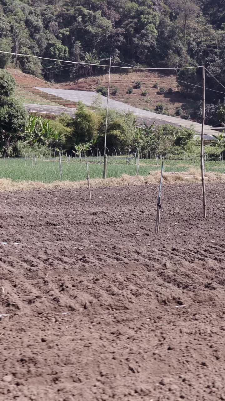 Agricultural field with bamboo stakes and irrigation system