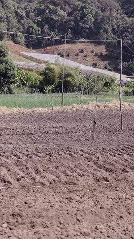 agricultural field with bamboo stakes and irrigation system
