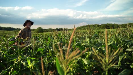 Side-view-of-farmer-carrying-a-box-of-organic-vegetables-at-sunset-agriculture-farm-field-harvest-garden-nutrition-organic-fresh-portrait-outdoor-slow-motion