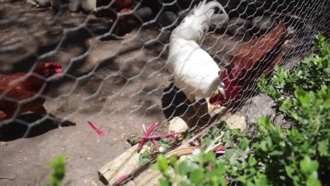 Hen-eating-vegetables-inside-a-cage