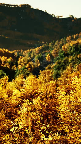 el follaje de otoño en las montañas