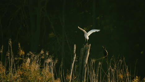 great white heron is landing on a snag next to a sitting cormorant