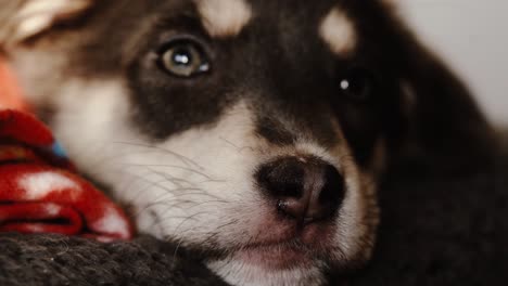 various closeup shots of sleepy puppy in evening light