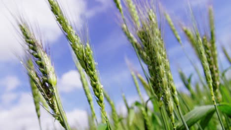 close-up of wheat crop