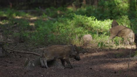 wild boar piglets in forest