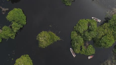 aerial cenital revealing shot of the mangrove la ventanilla, oaxaca