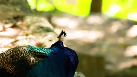 pavo real mostrando plumas vibrantes en su hábitat natural