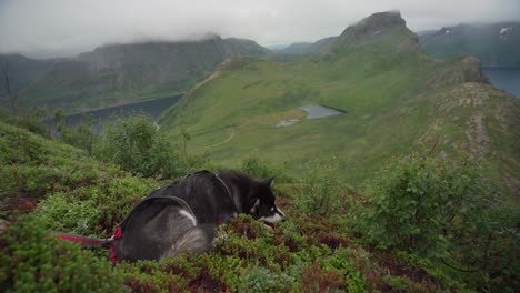 relaxing alaskan malamute on lush vegetation near segla mountains in norway