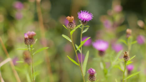 close up of purple knapweed flowers growing wild outdoors in countryside 1