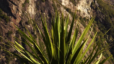 a closeup of evergreen cabbage tree leaves in front of steep rocky cliff face