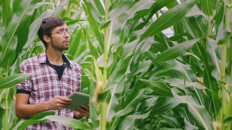 Farmer-works-in-a-corn-field-uses-a-tablet