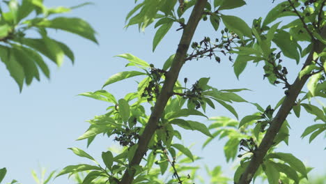 a green plum branch with leaves and fruit buds against a blue sky background.