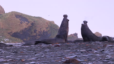 Two-male-elephant-seals-in-violent-fight-on-a-beach-in-South-Georgia