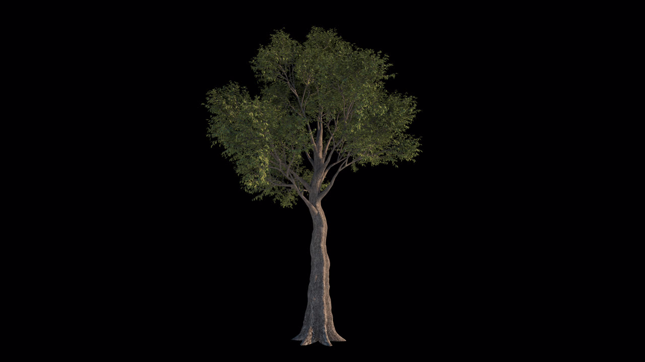 Albero verde frondoso che ondeggia su sfondo nero.