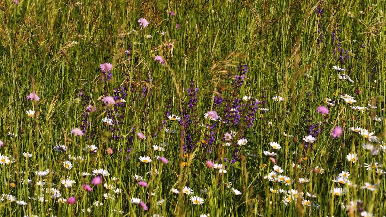 Ampia inquadratura statica di fiori selvatici viola e bianchi che ondeggiano in un campo verde e soleggiato