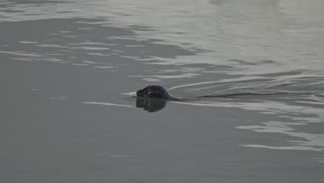 a serene moment captured as a dark-headed seal glides through the calm, grey waters of jökulsárlón glacier lagoon, leaving a gentle wake behind it