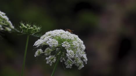 abeja voladora cubierta de polen recogiendo néctar de la alcaravea