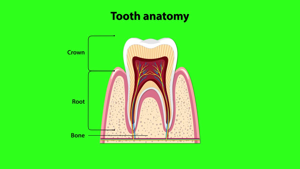 Cross-sectional tooth illustration gradually labels anatomical parts including crown, root, enamel, dentin, pulp, gum, and blood vessels on a green background using smooth transitions