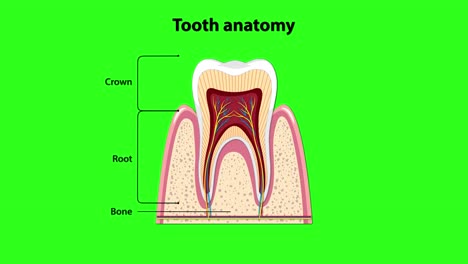 cross-sectional tooth illustration gradually labels anatomical parts including crown, root, enamel, dentin, pulp, gum, and blood vessels on a green background using smooth transitions