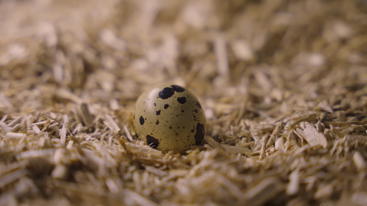 Close-up of a Single Quail Egg in a Nest of Wood Shavings