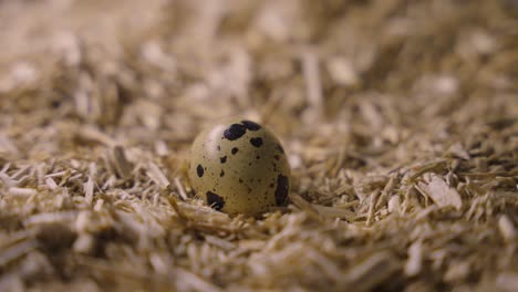 close-up of a single quail egg in a nest of wood shavings