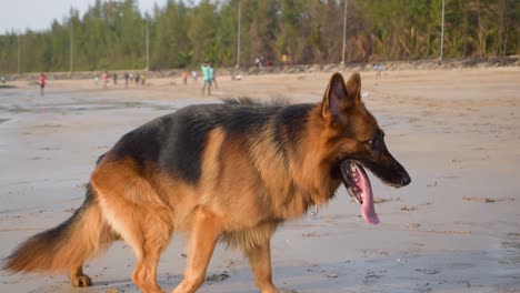 Joven-Perro-Pastor-Alemán-Parado-En-La-Playa-Y-Respirando-Rápido-Después-De-Correr-En-La-Playa-Y-Reproducir-Fondo-De-Video