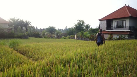 a young man walks in the rice fields of ubud, bali on a sunny morning