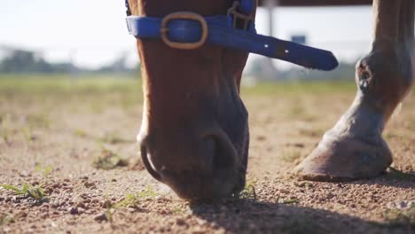 Extreme-Close-Up-Low-Angle-Shot-Of-A-Light-Brown-Horse-Eating-Grass-In-Paddock-On-A-Sunny-Day-1