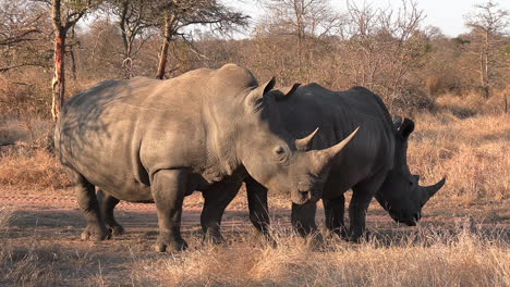 close view of two southern white rhinos in grassland at golden hour