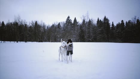 russian greyhound on winter nature