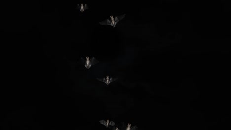 bats halloween birds green screen footage loop animation. halloween party celebration.