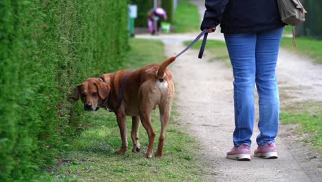 curious dog walking on a sidewalk sniffing around held on a leash