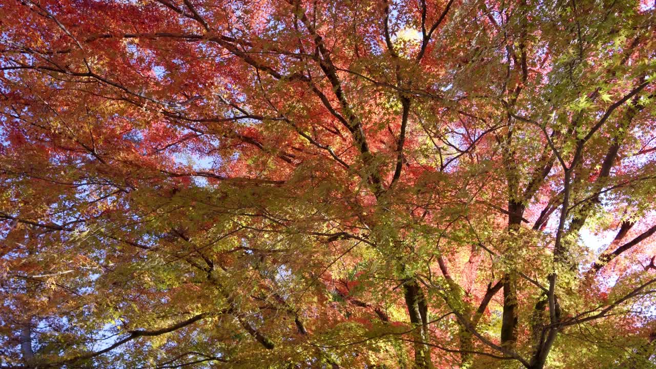 Cinematic slow motion shot over tall fall color tree with vivid colors